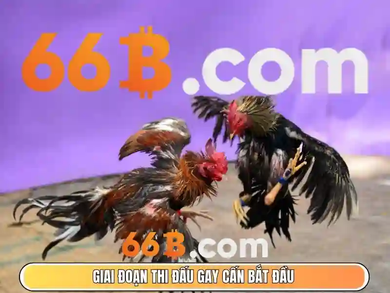 Kiến trúc của 66b\n\n